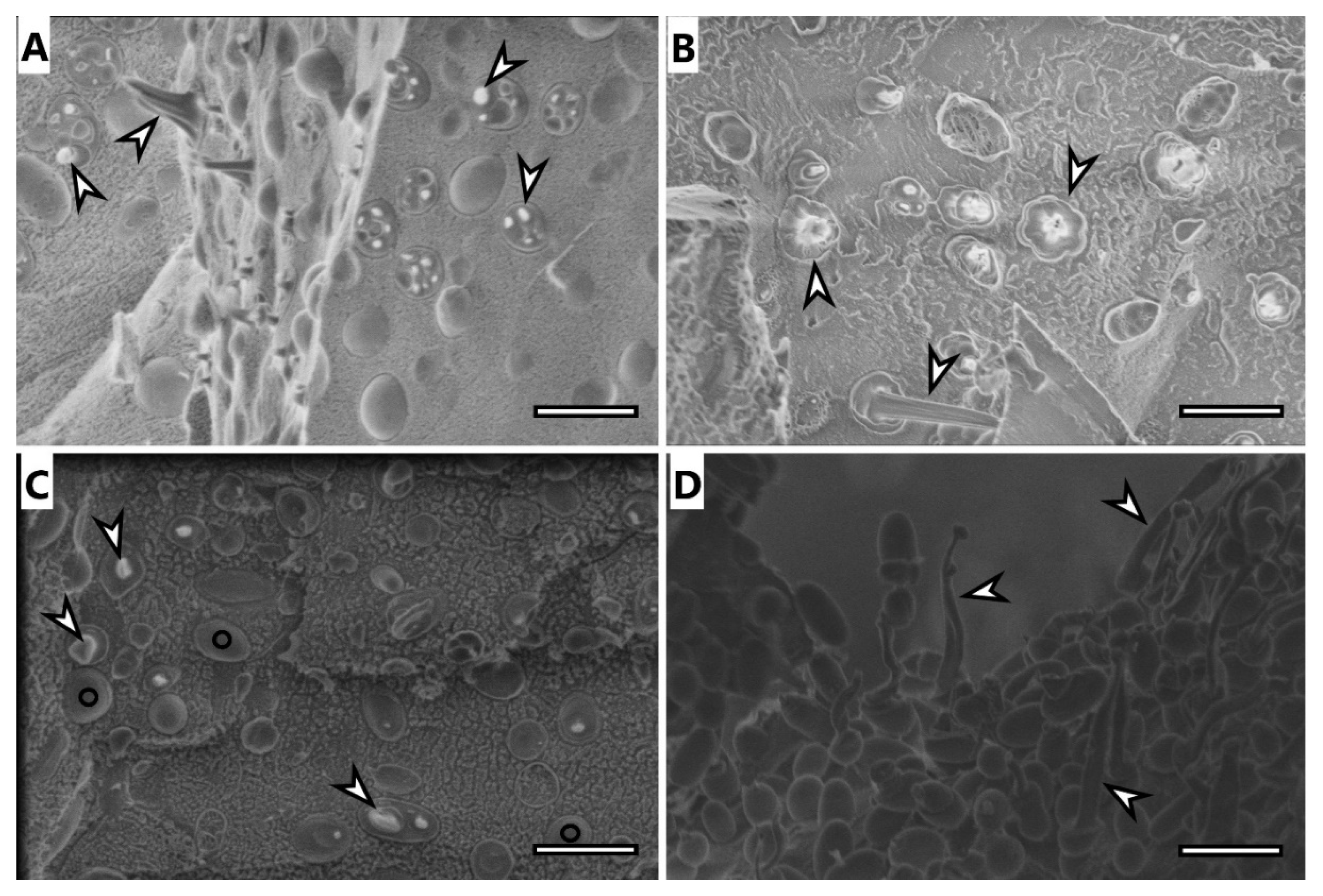 Polymers 14 01761 g003 550