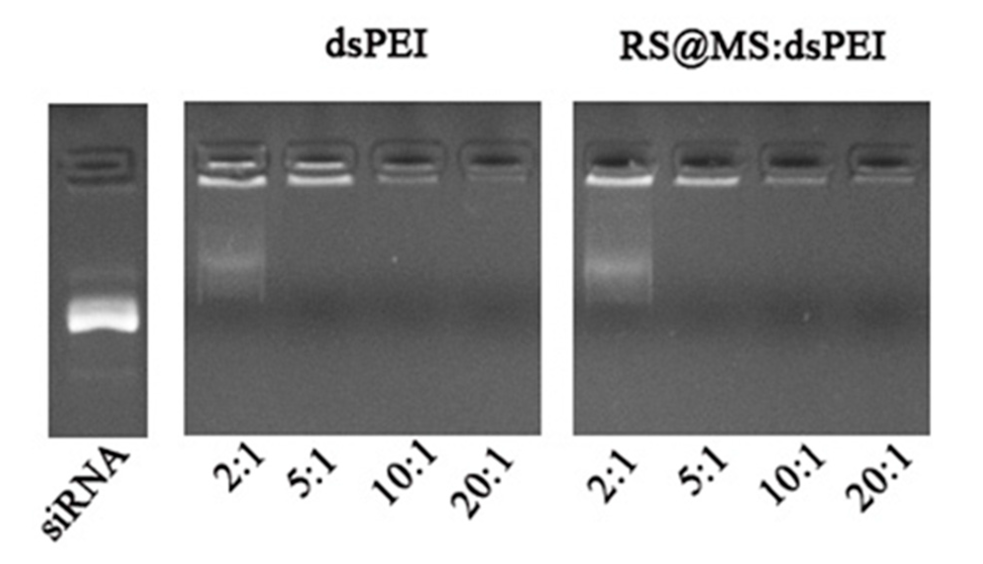 Polymers 14 01813 g006