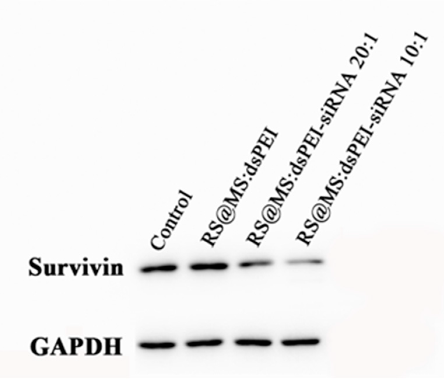 Polymers 14 01813 g007