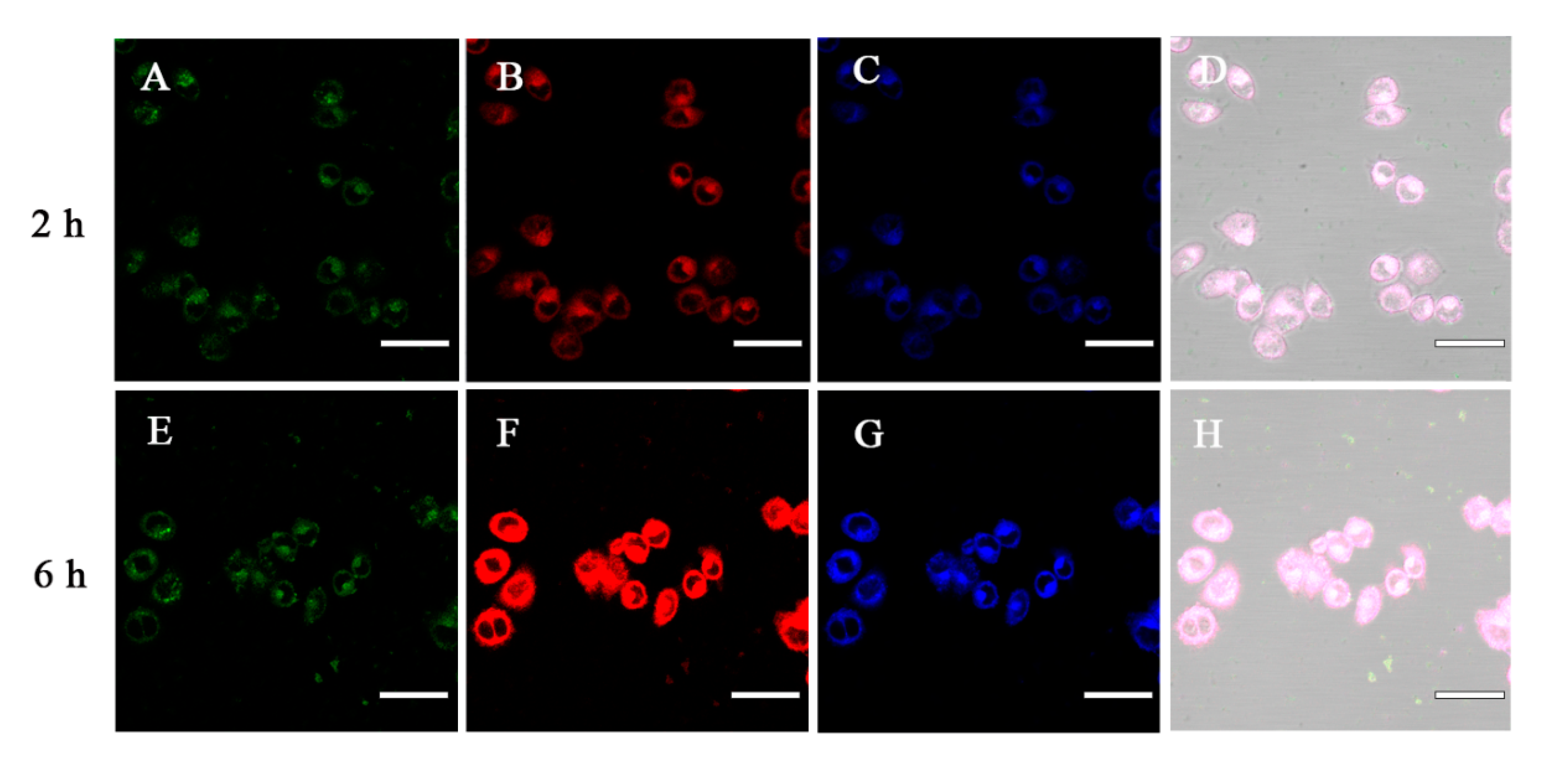Polymers 14 01813 g008