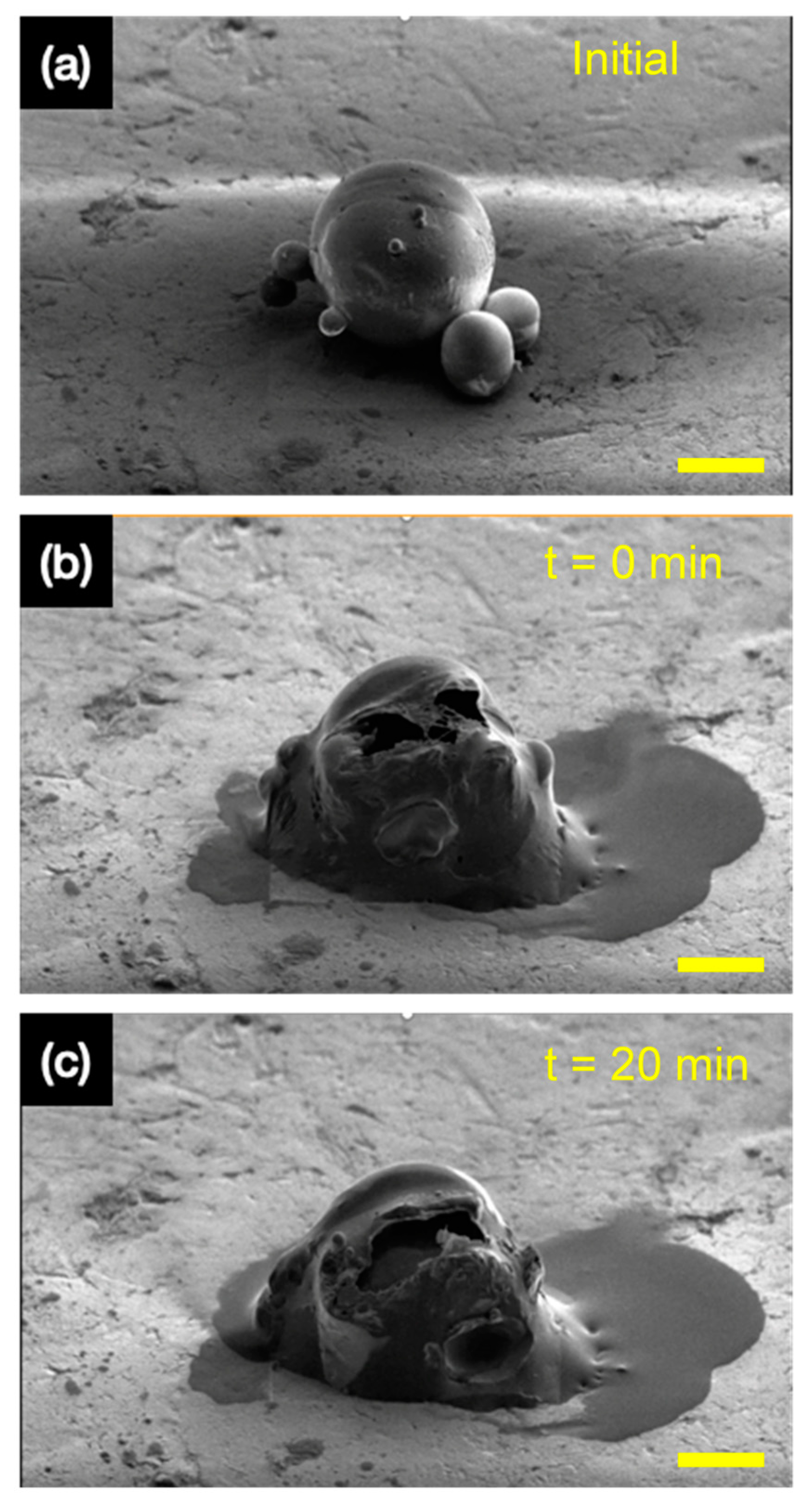 Polymers 14 01907 g010 550