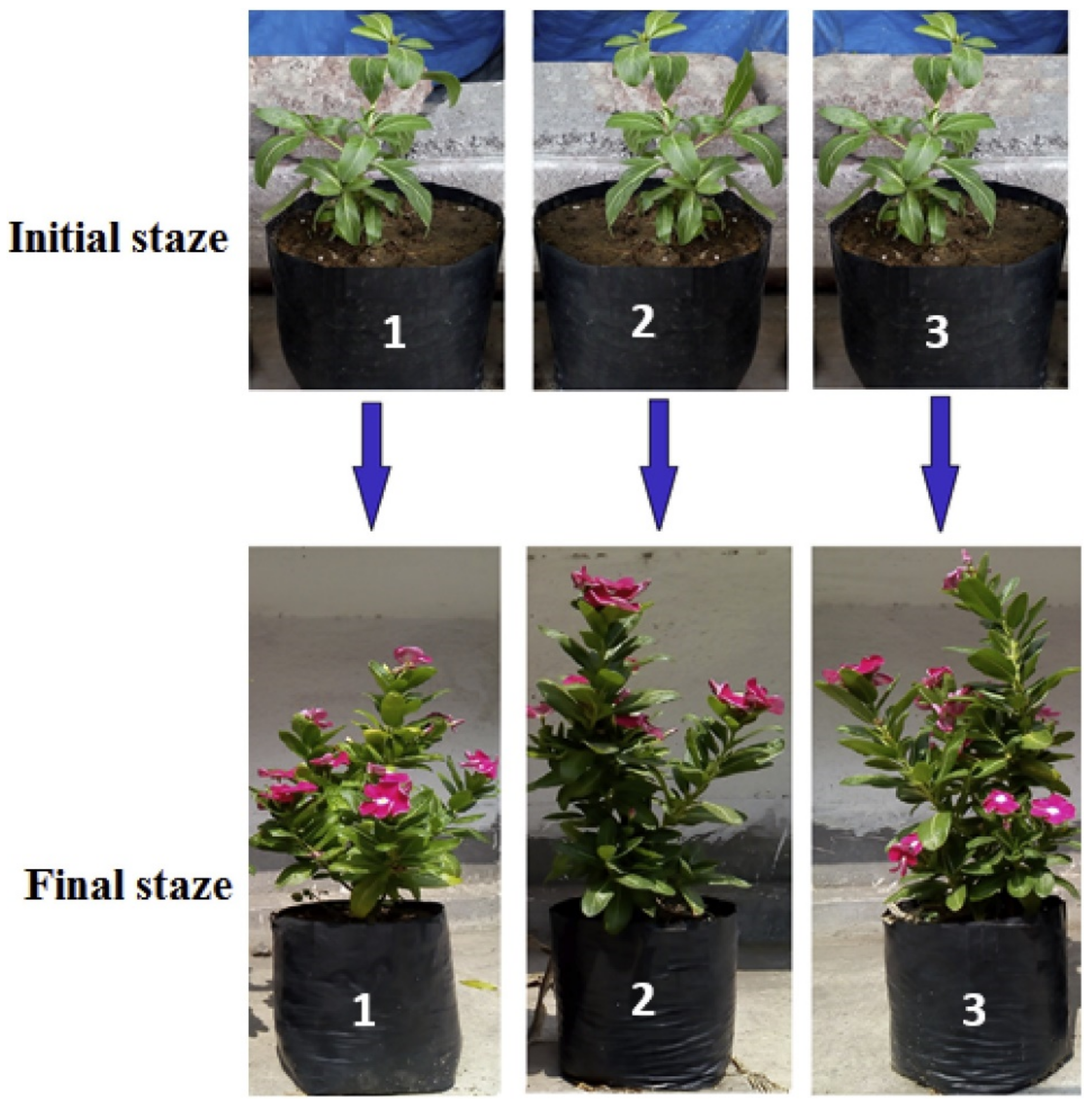 Polymers | Free Full-Text | Review of Soil Quality Improvement Using  Biopolymers from Leather Waste