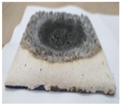 Polymers 14 01937 i031