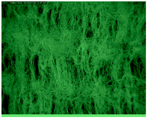 Polymers 14 01961 i005
