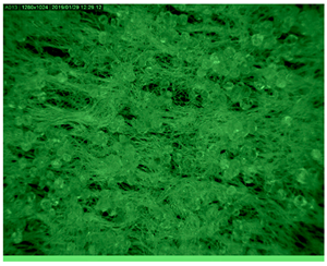 Polymers 14 01961 i006