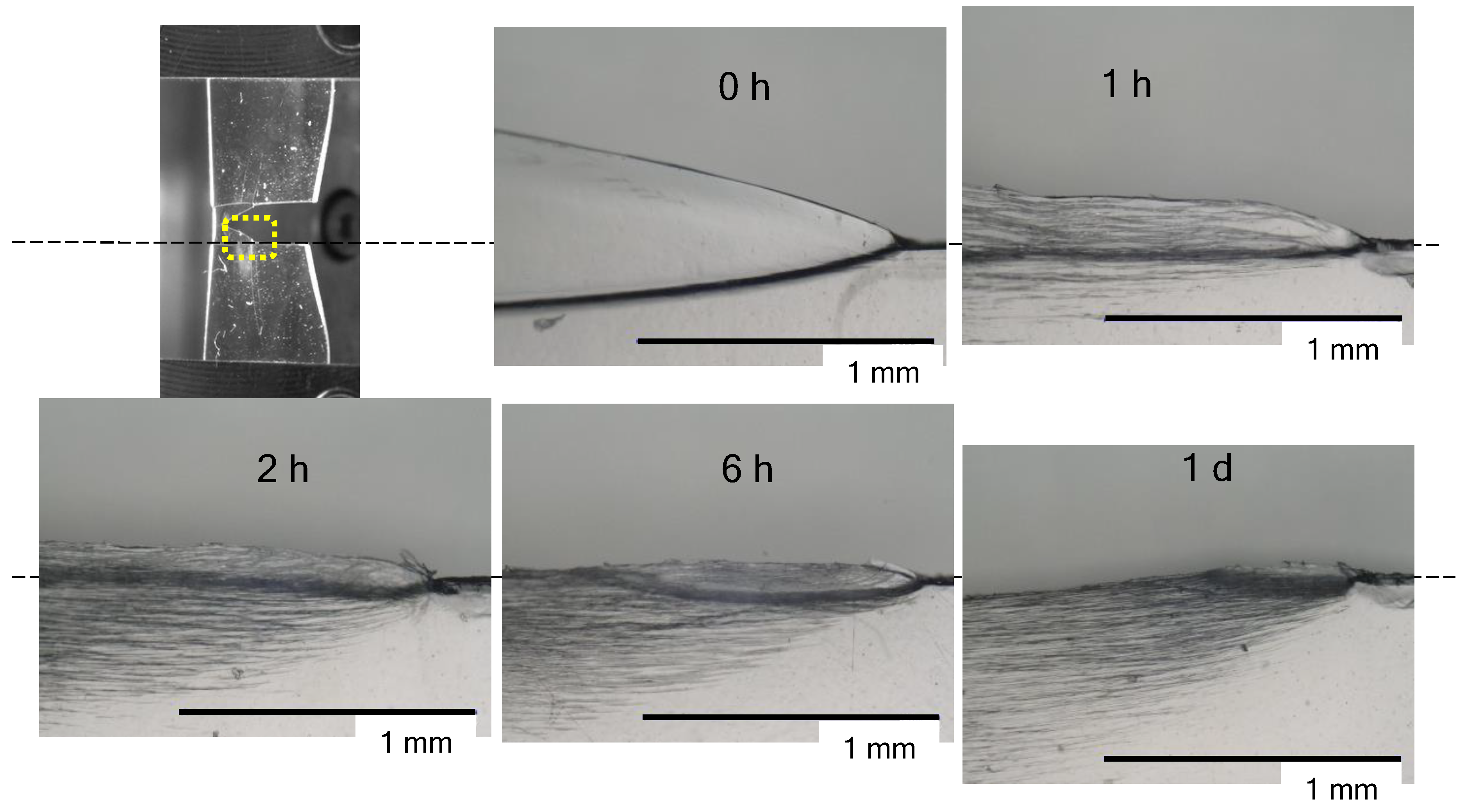 Polymers 14 01965 g004