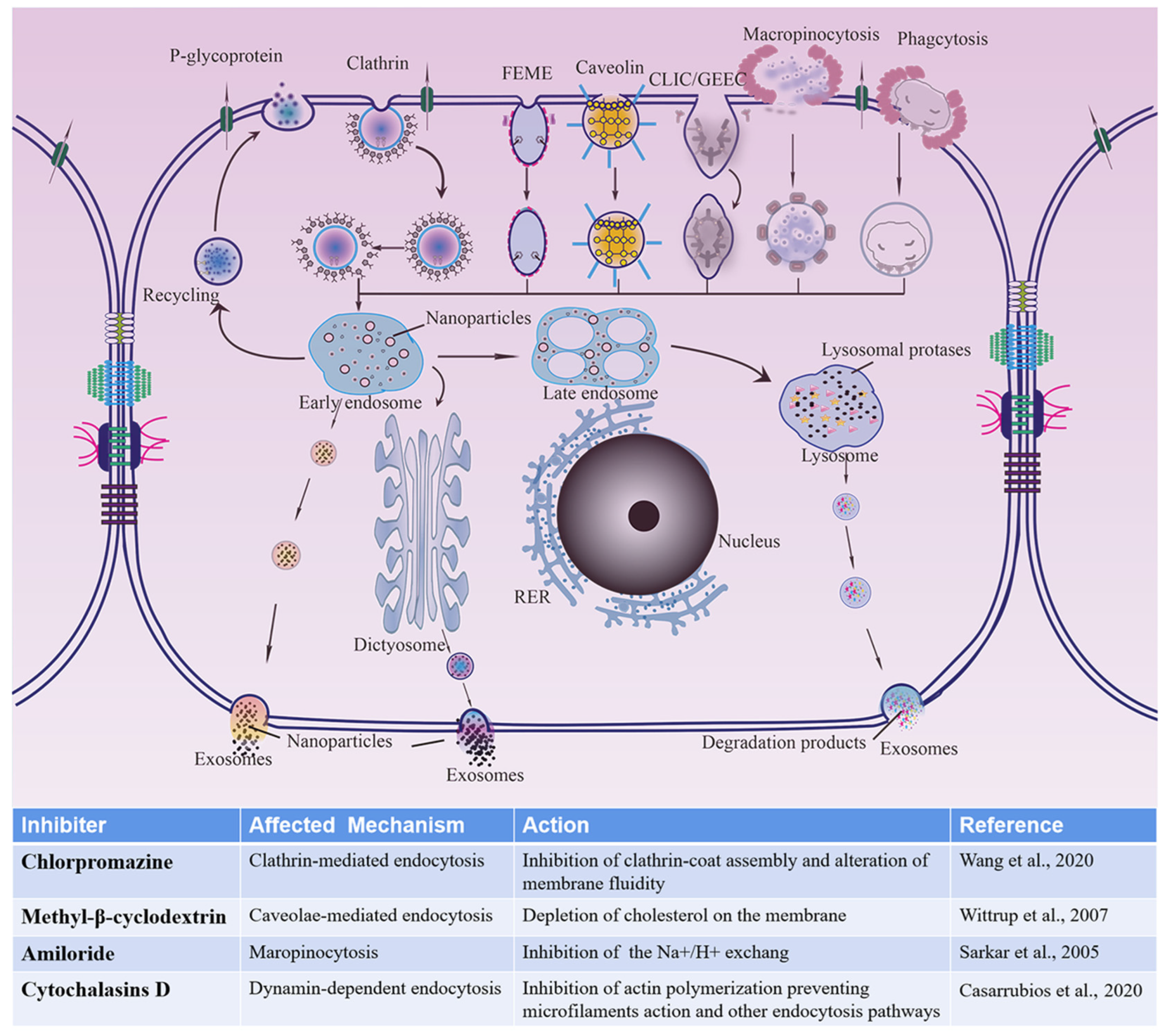 Polymers 14 01975 g006 550