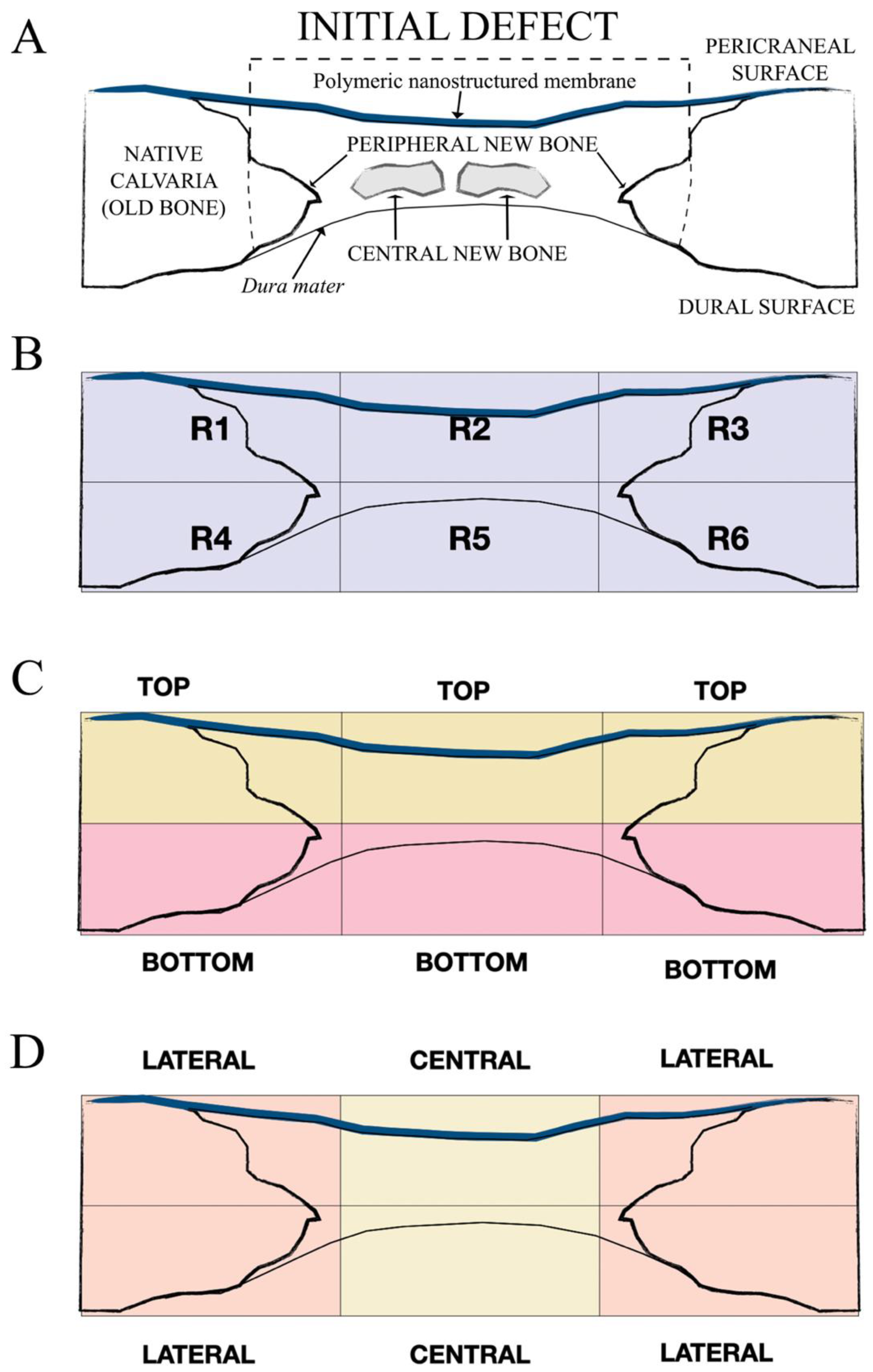 Polymers 14 02078 g002 550