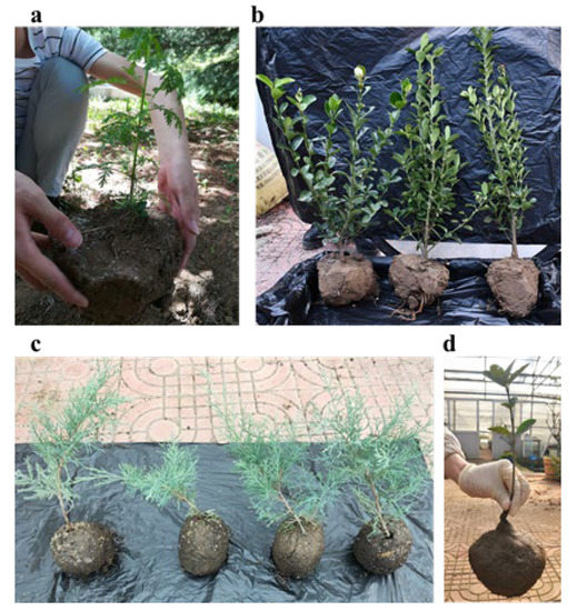 Effect of Preparation Conditions on Application Properties Effect of Preparation Conditions on Application Properties
