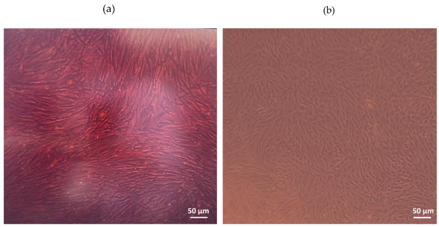 Polymers 14 02213 g006 550