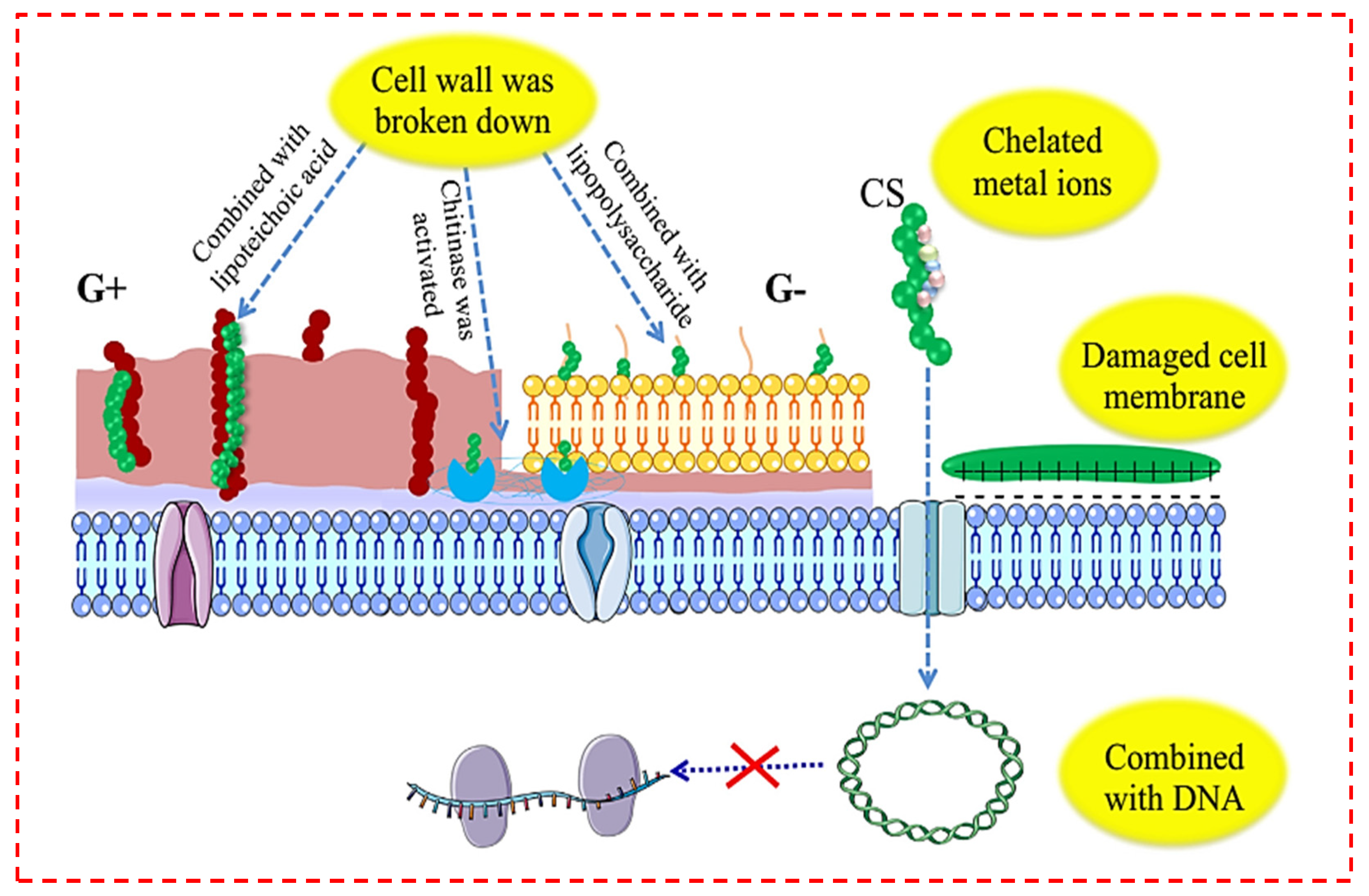 Polymers 14 02238 g007