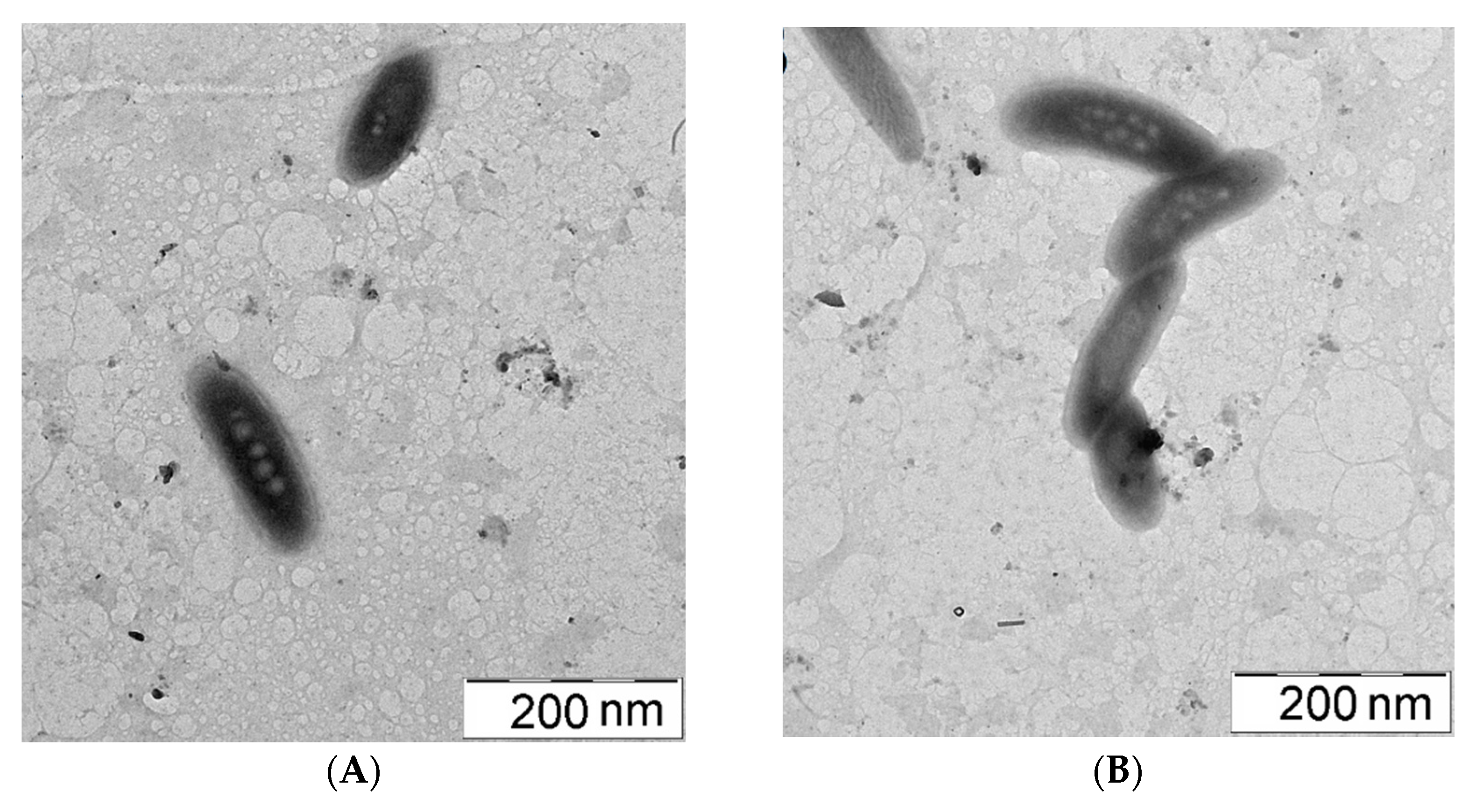 Polymers 14 02279 g002 550
