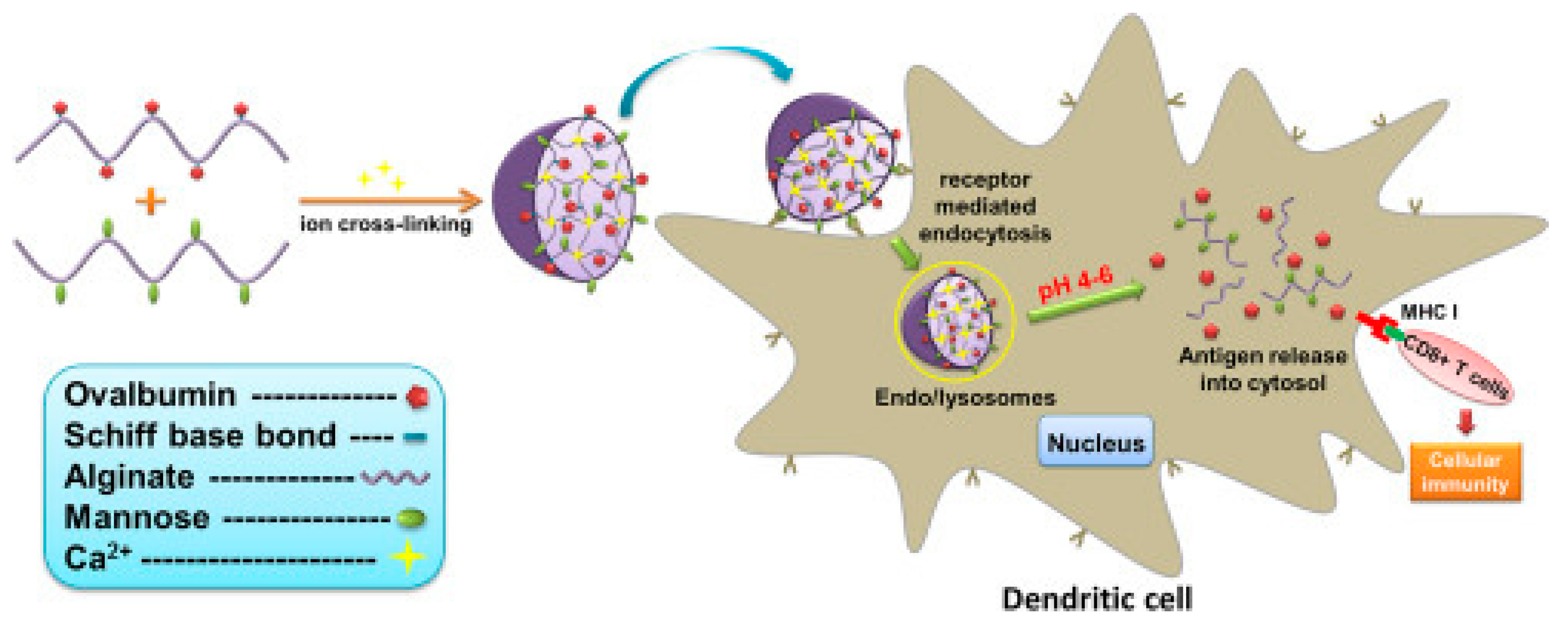 Polymers 14 02287 g003