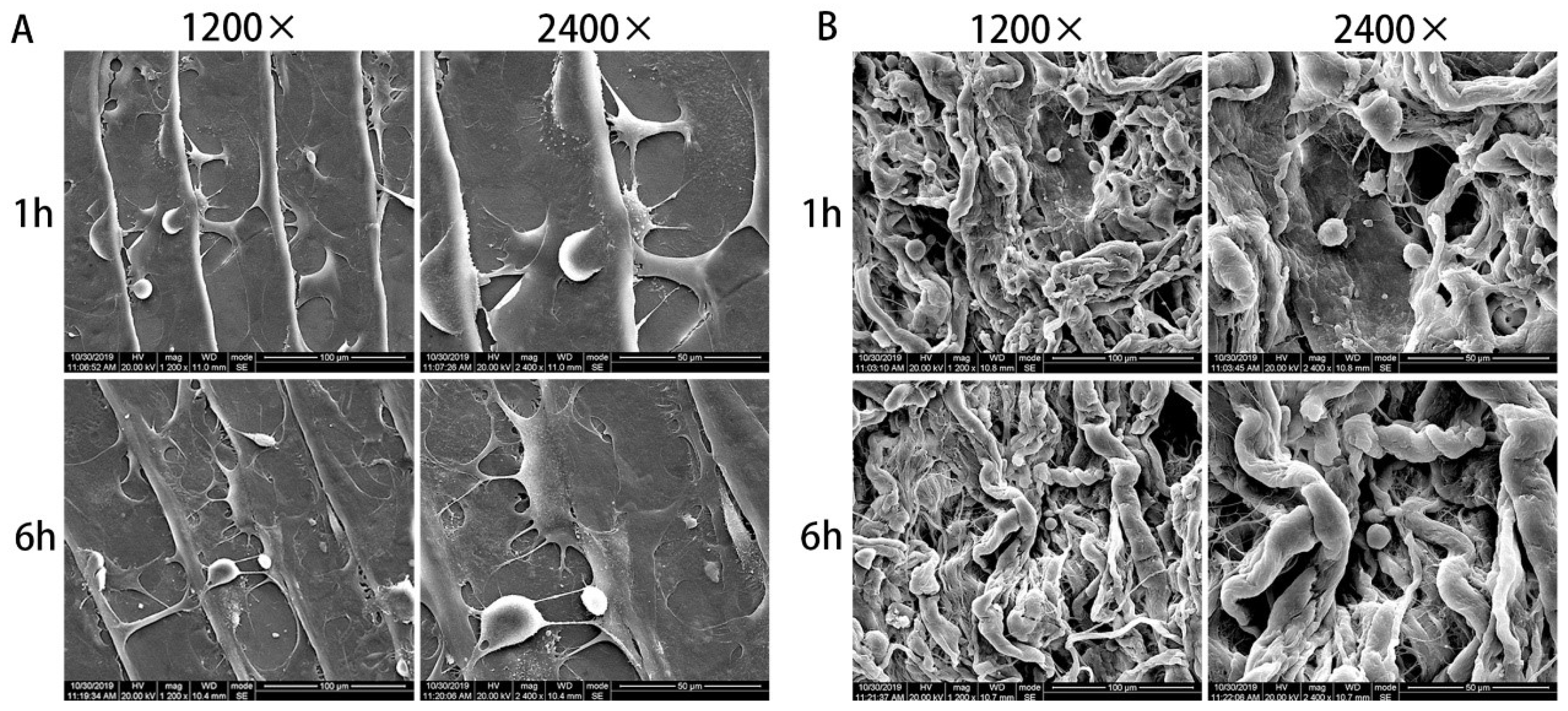 Polymers 14 02532 g005 550