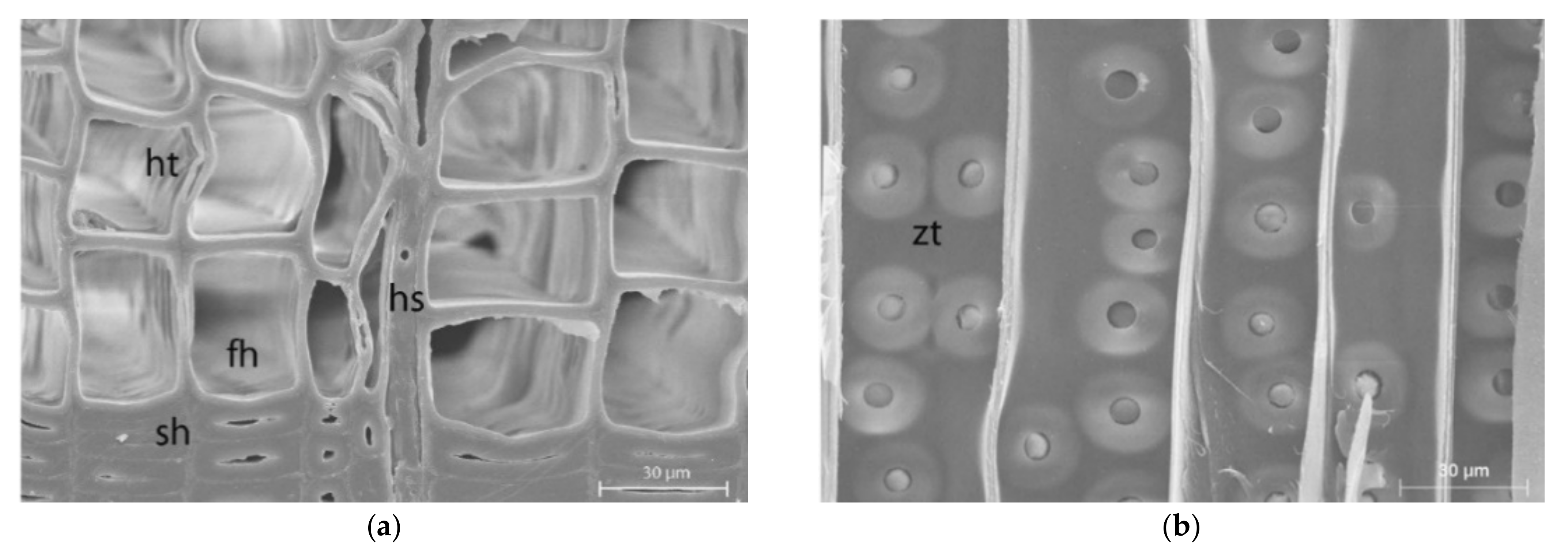 Polymers 14 02574 g003