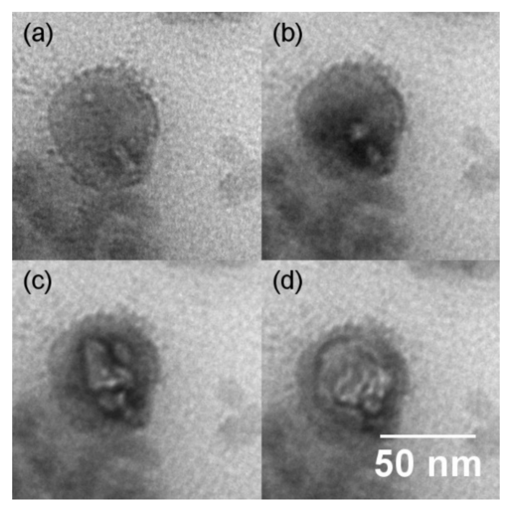 Polymers 14 02626 g004