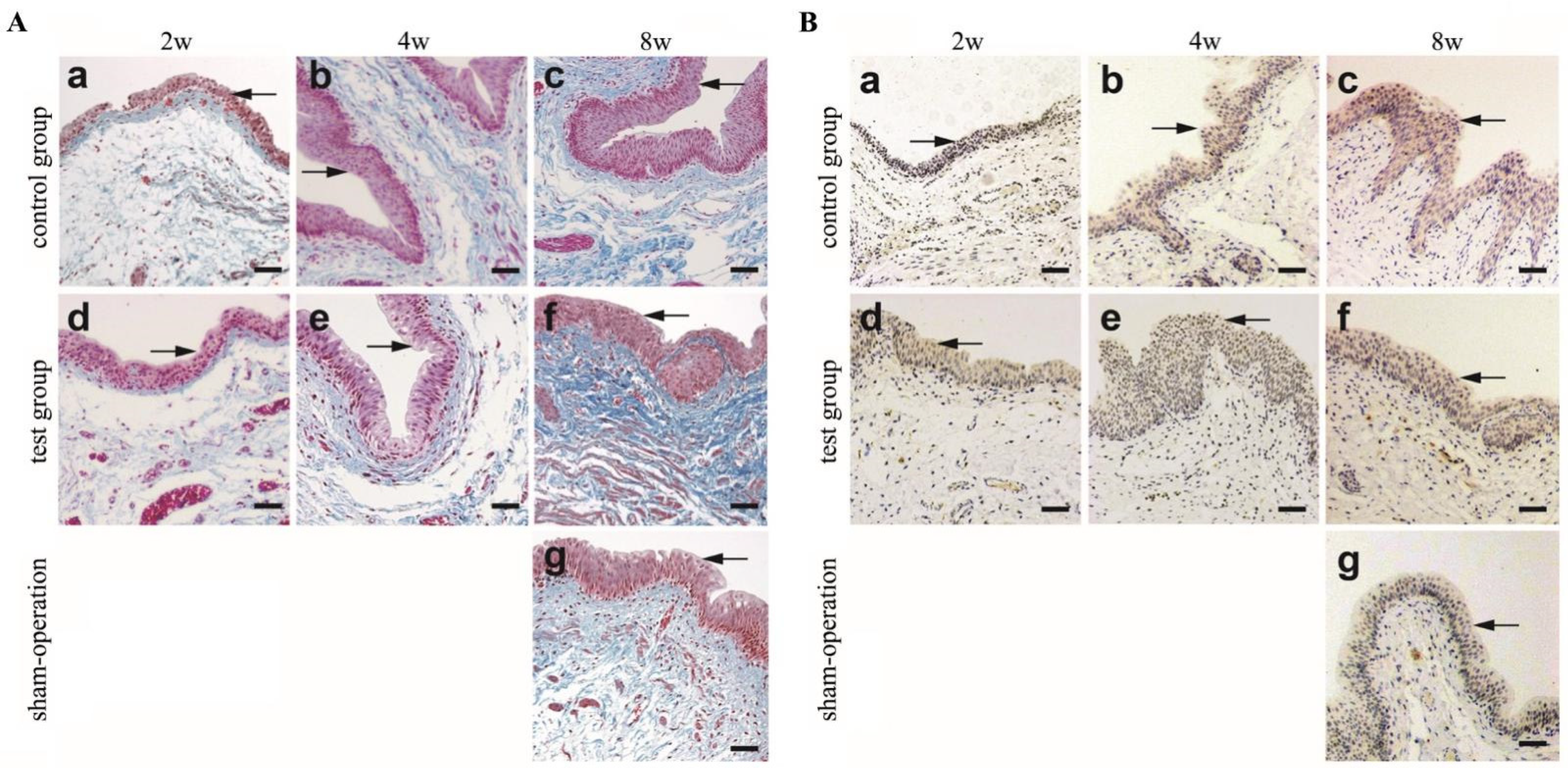 Polymers 14 02654 g003 550