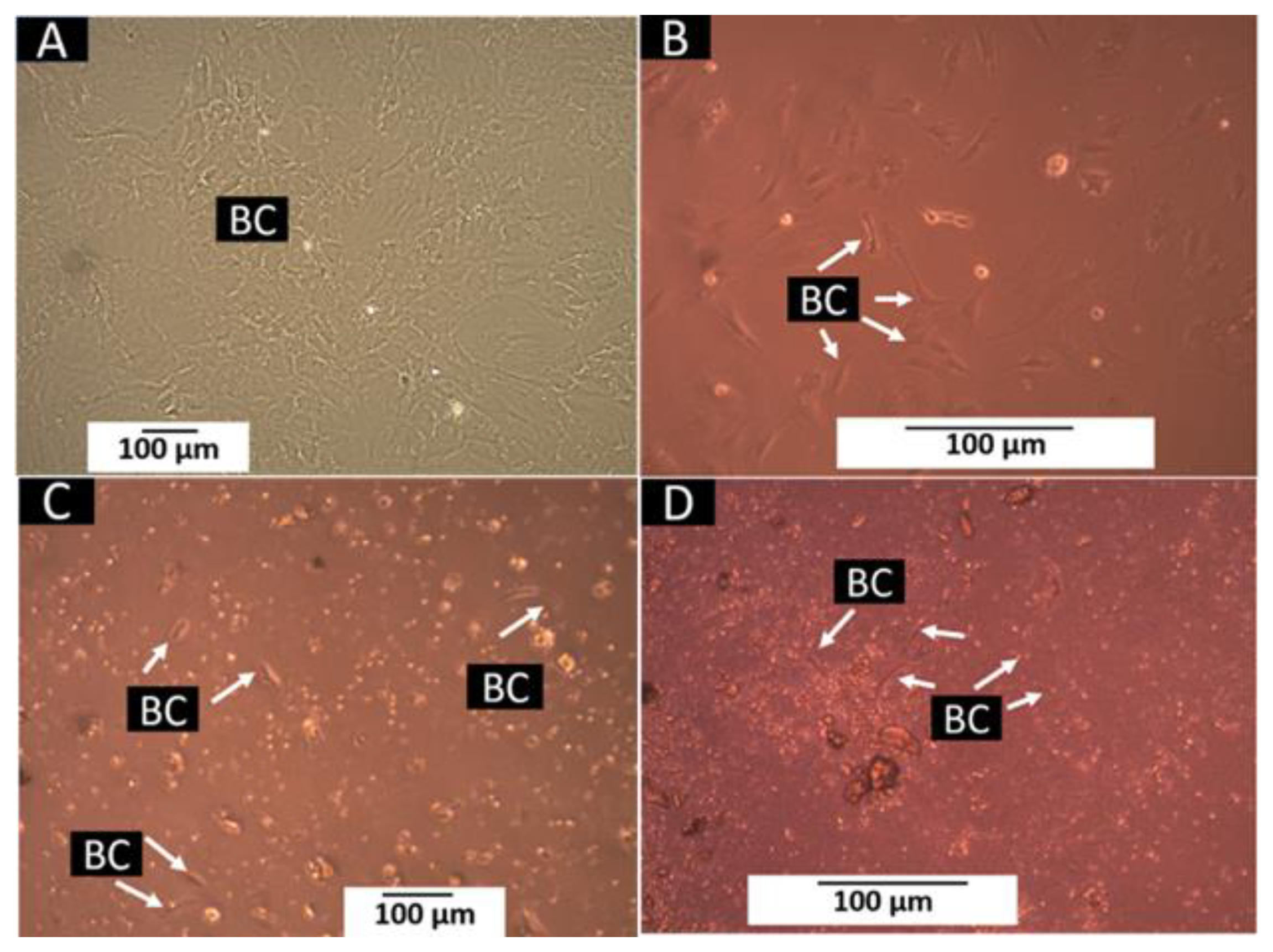 Polymers 14 02672 g009