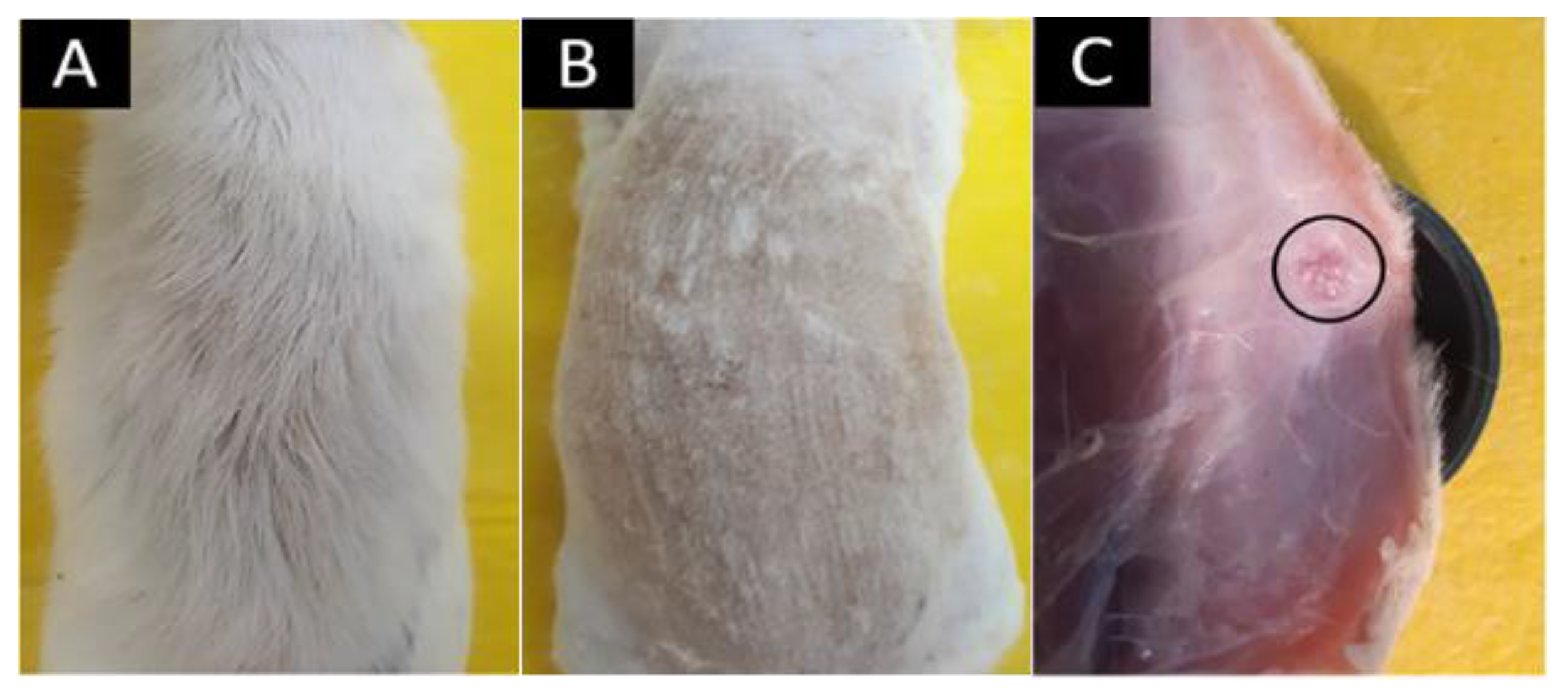 Polymers 14 02672 g010