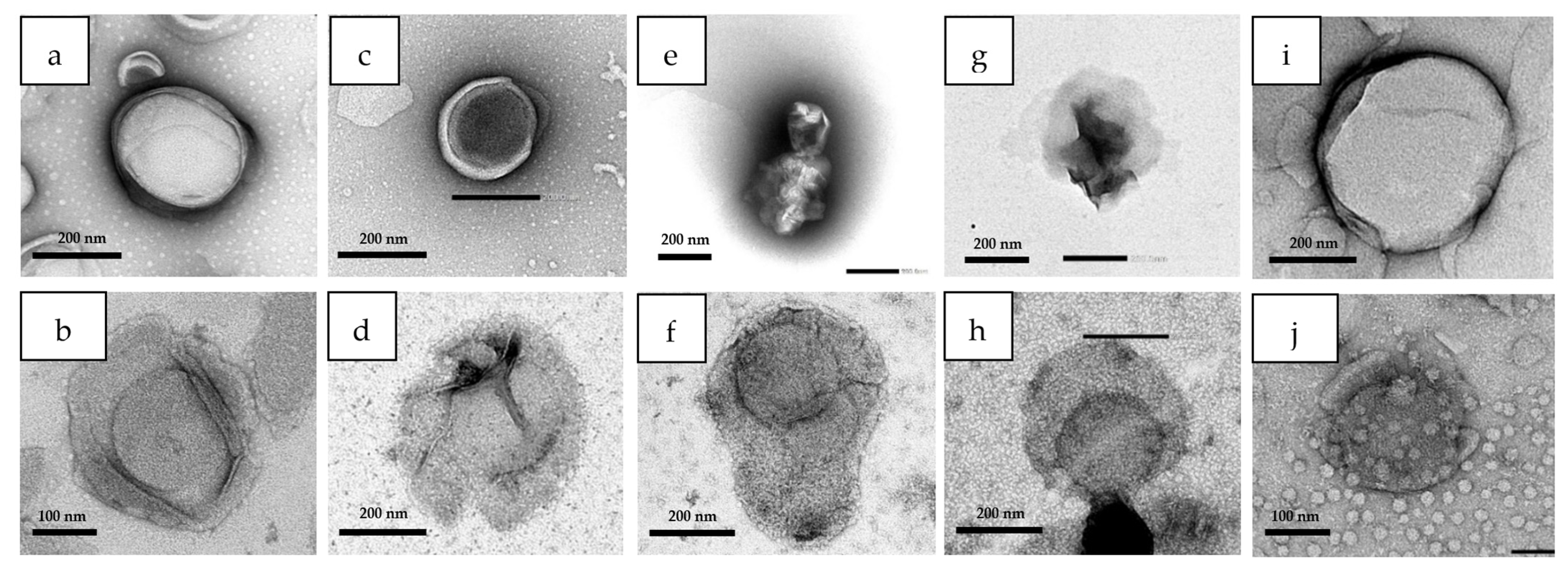 Polymers 14 02693 g008