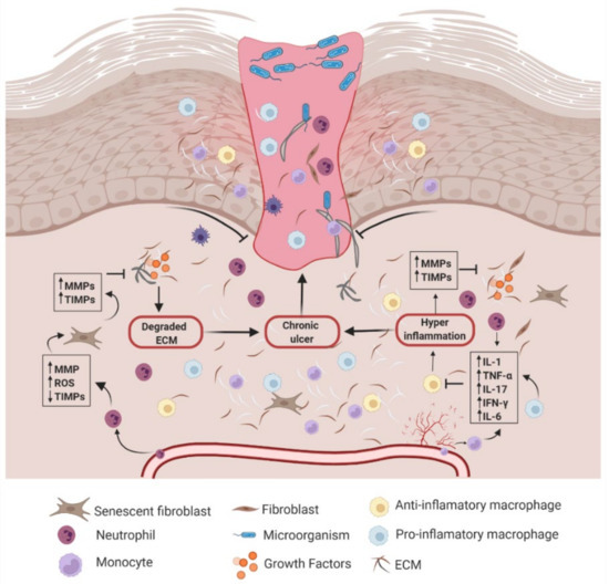 Polymers Free FullText Current Advances in the Development of HydrogelBased Wound