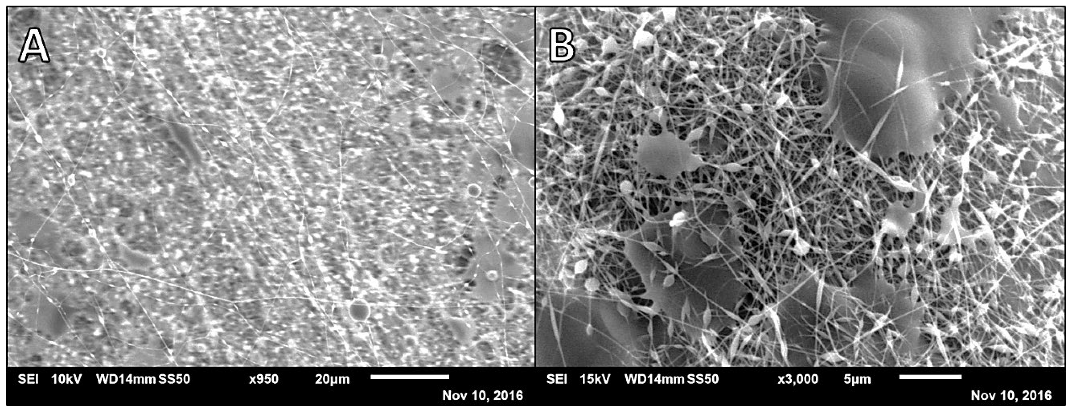 Polymers 14 02773 g001