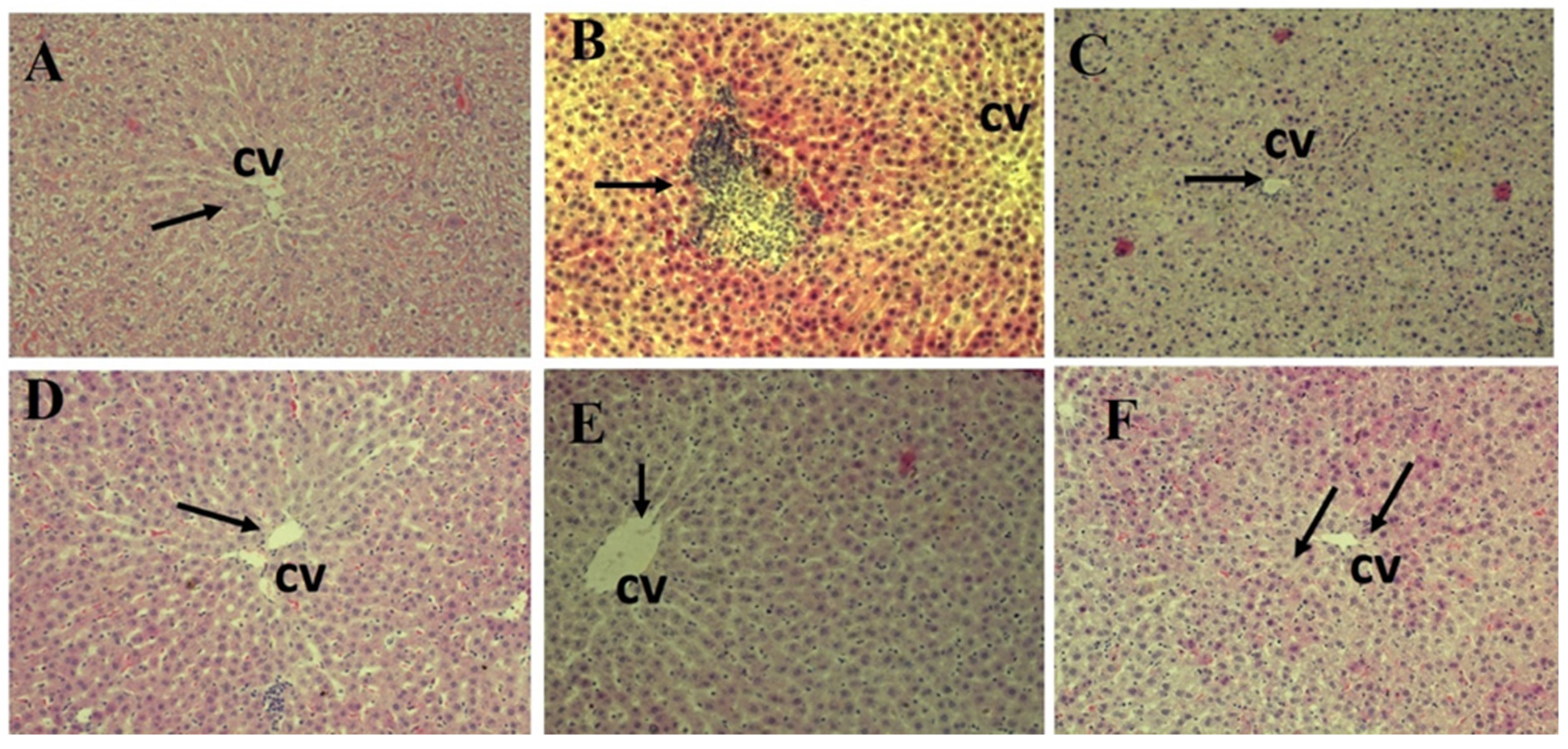 Polymers 14 02846 g011