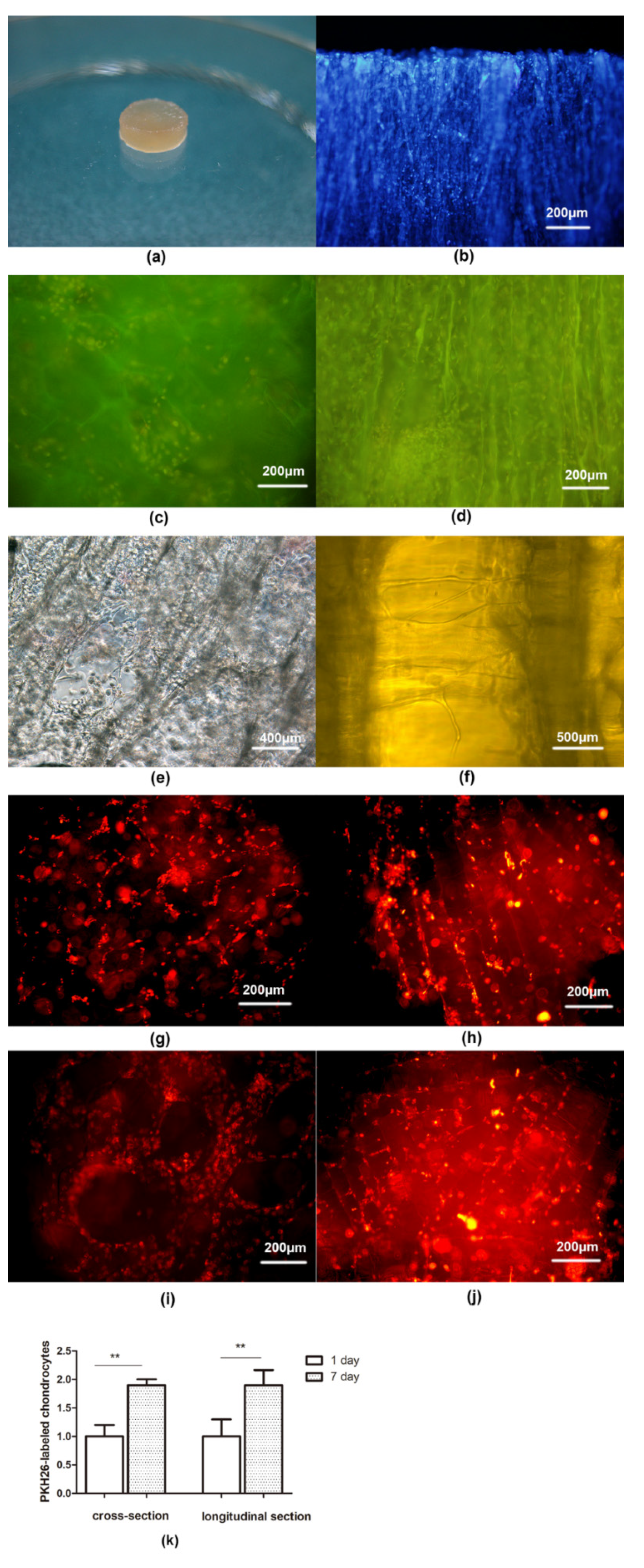 Polymers 14 02848 g004