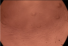 Polymers 14 03007 i002