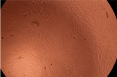 Polymers 14 03007 i006