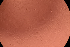 Polymers 14 03007 i009