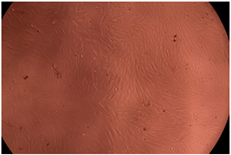 Polymers 14 03007 i011