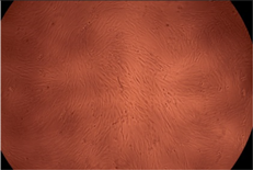 Polymers 14 03007 i012