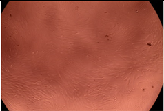 Polymers 14 03007 i014