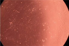 Polymers 14 03007 i018