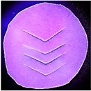 Polymers 14 03048 i004 Polymers 14 03048 i004