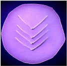 Polymers 14 03048 i010 Polymers 14 03048 i010