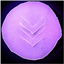 Polymers 14 03048 i012 Polymers 14 03048 i012