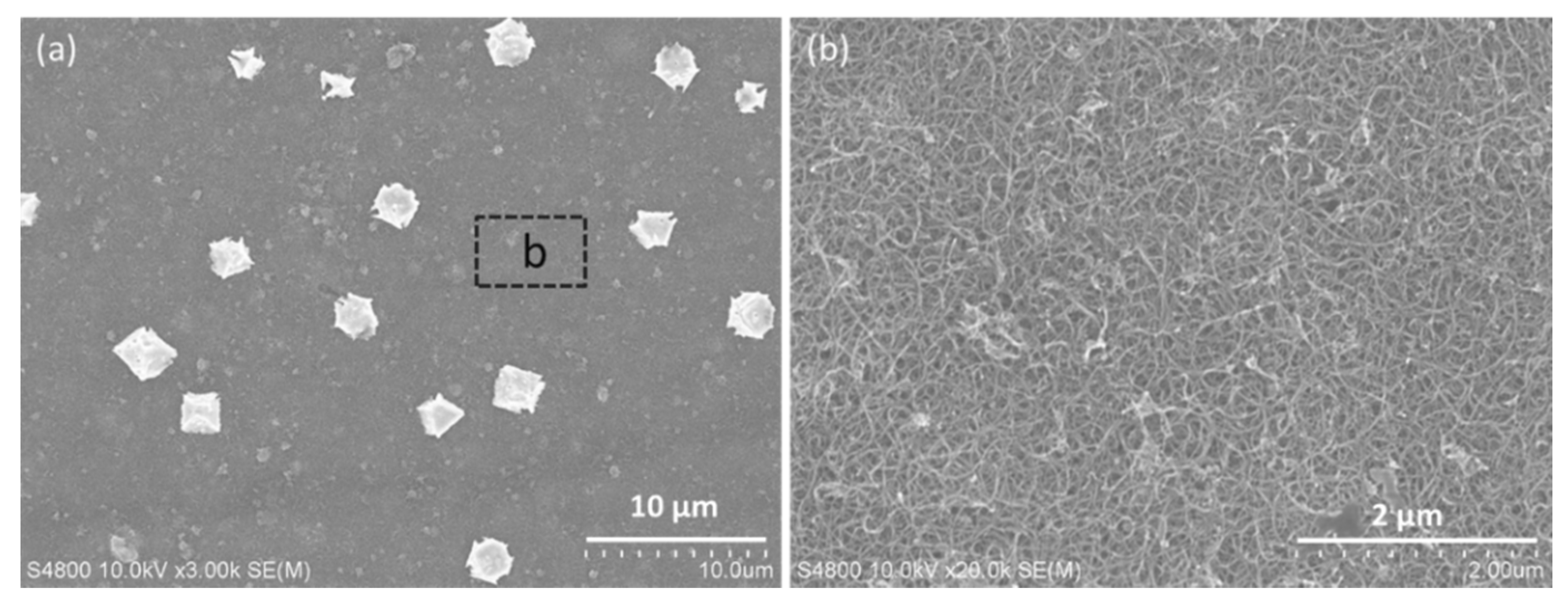 Polymers 14 03068 g006 550