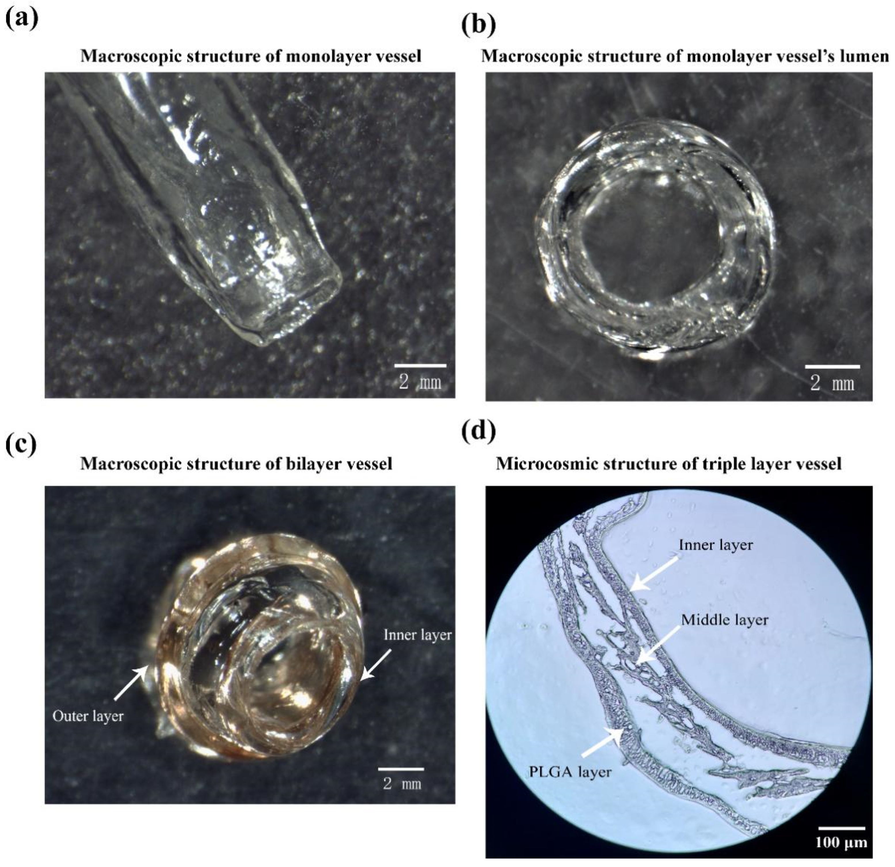 Polymers 14 03089 g007 550