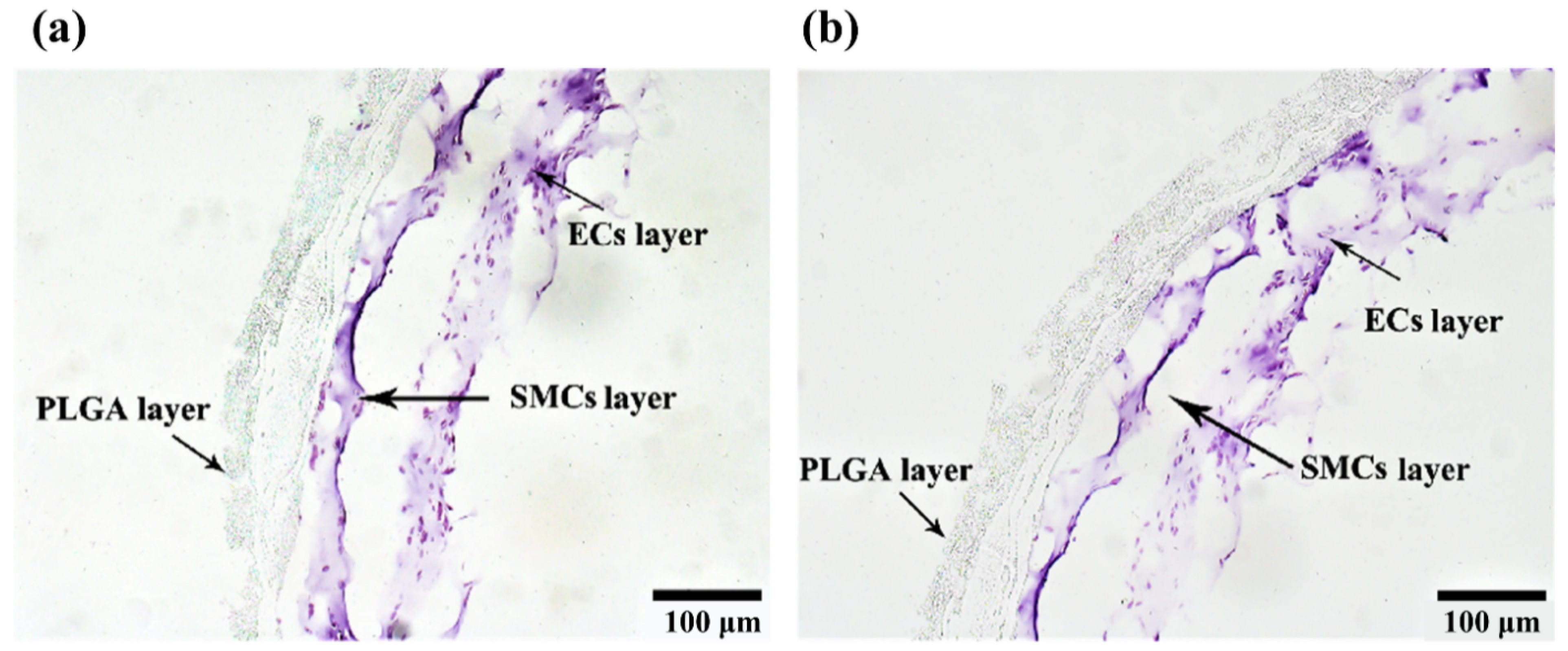 Polymers 14 03089 g010 550