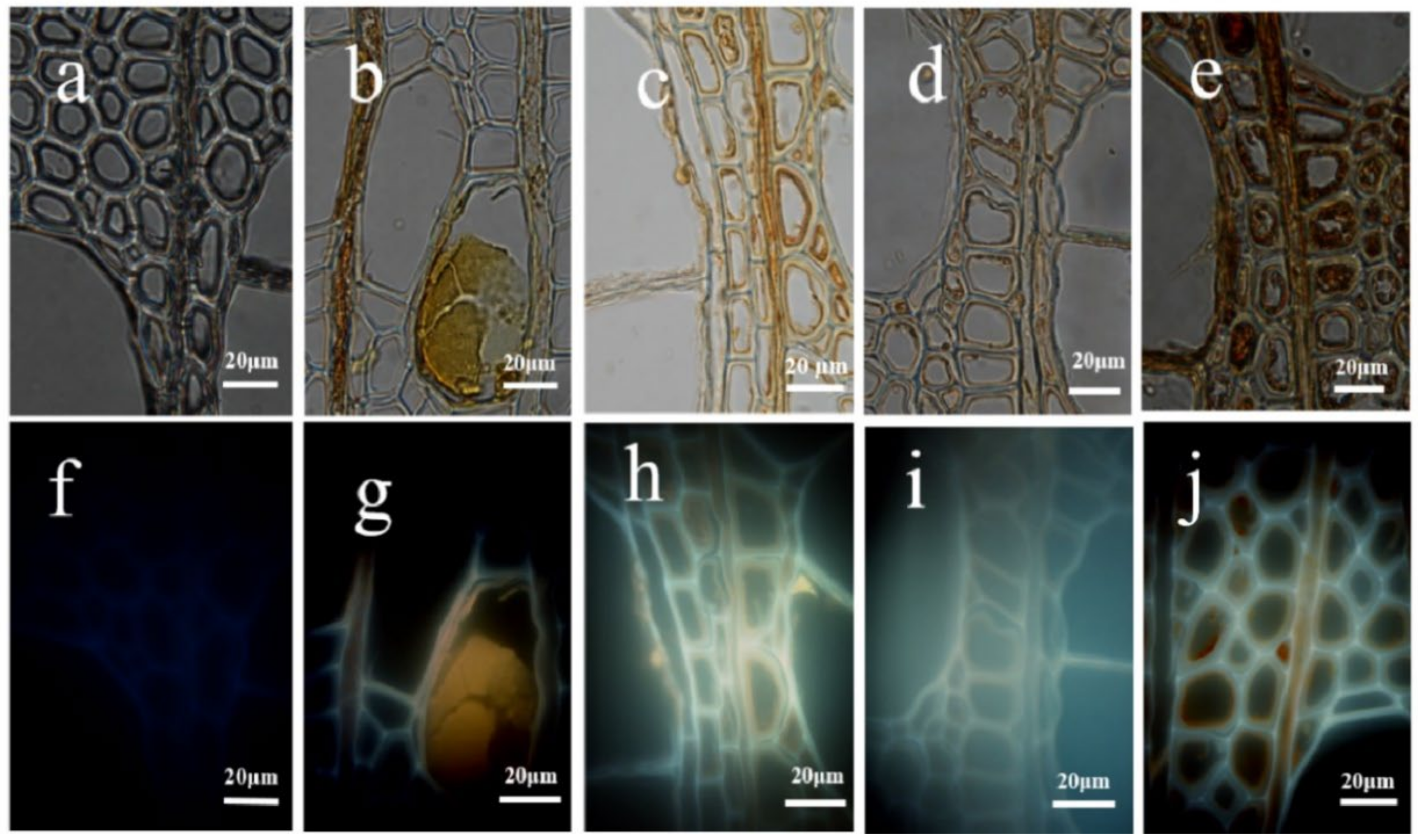 Polymers 14 03103 g004 550