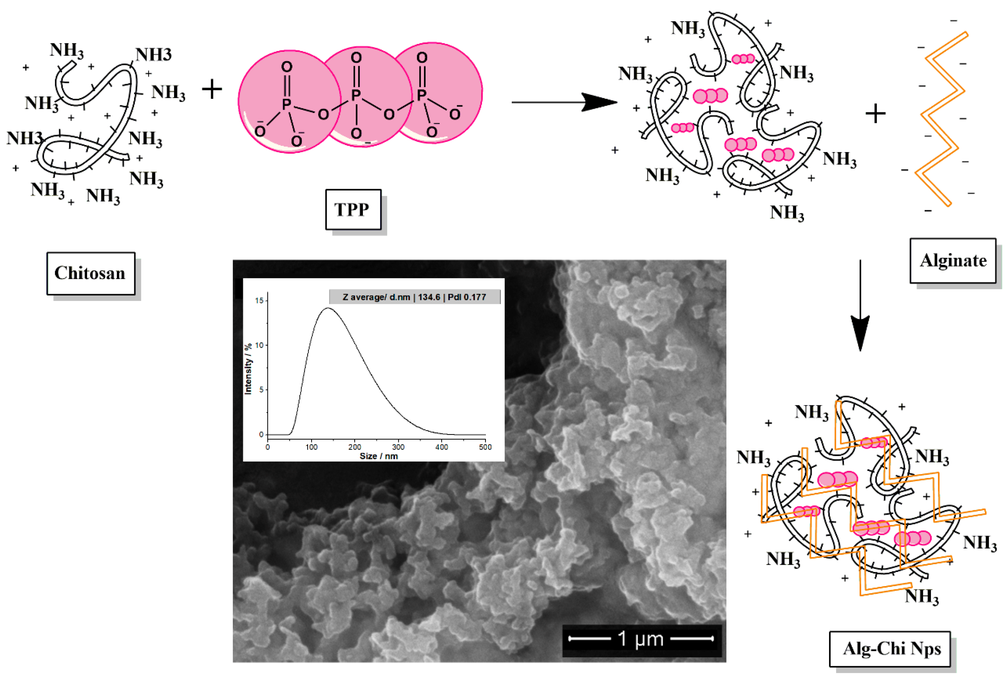 Polymers 14 03149 g001