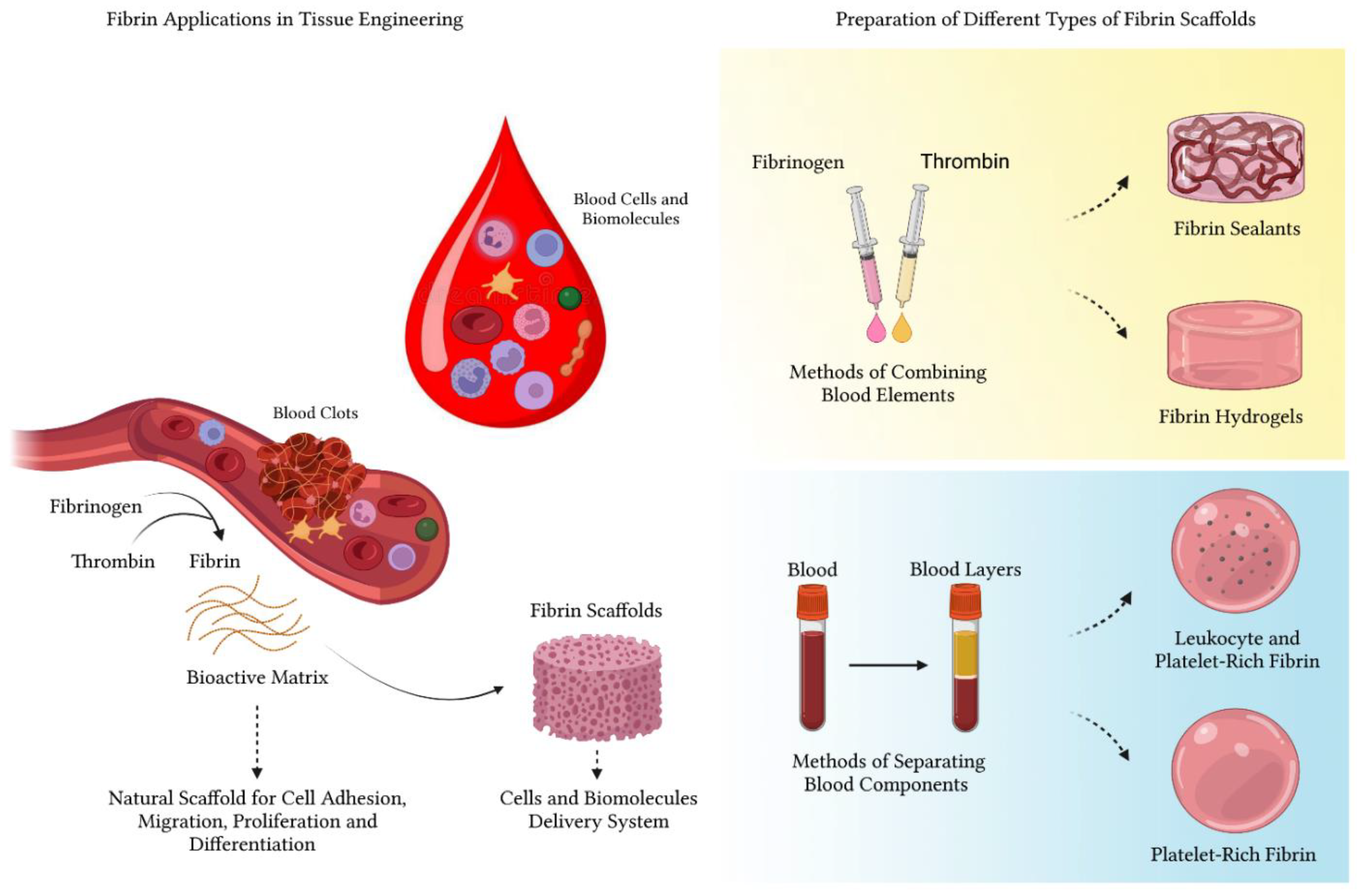 Polymers 14 03150 g005 550