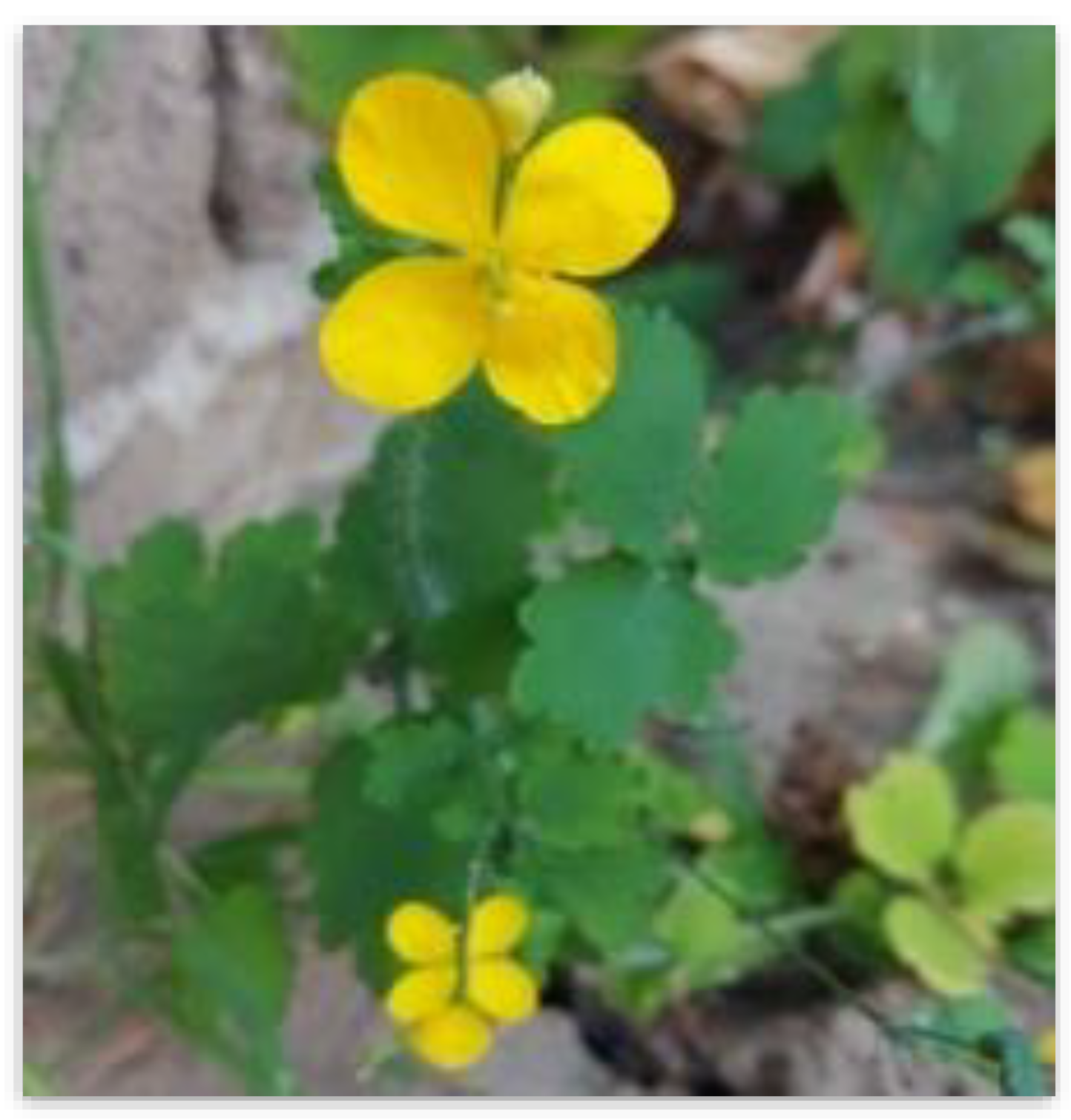 Polymers 14 03194 g002