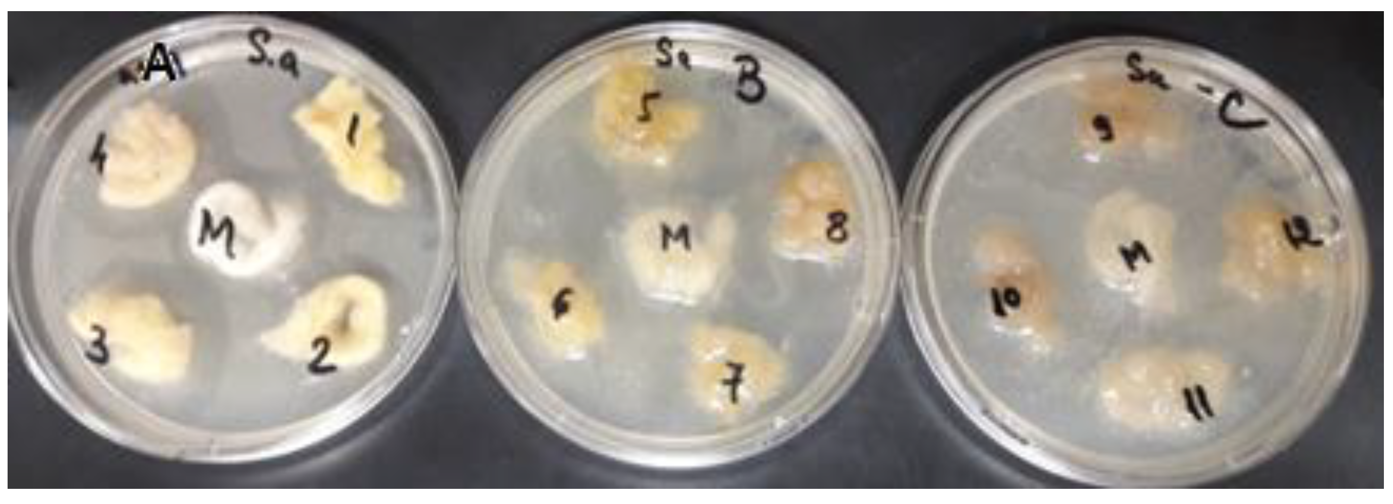 Polymers 14 03194 g015