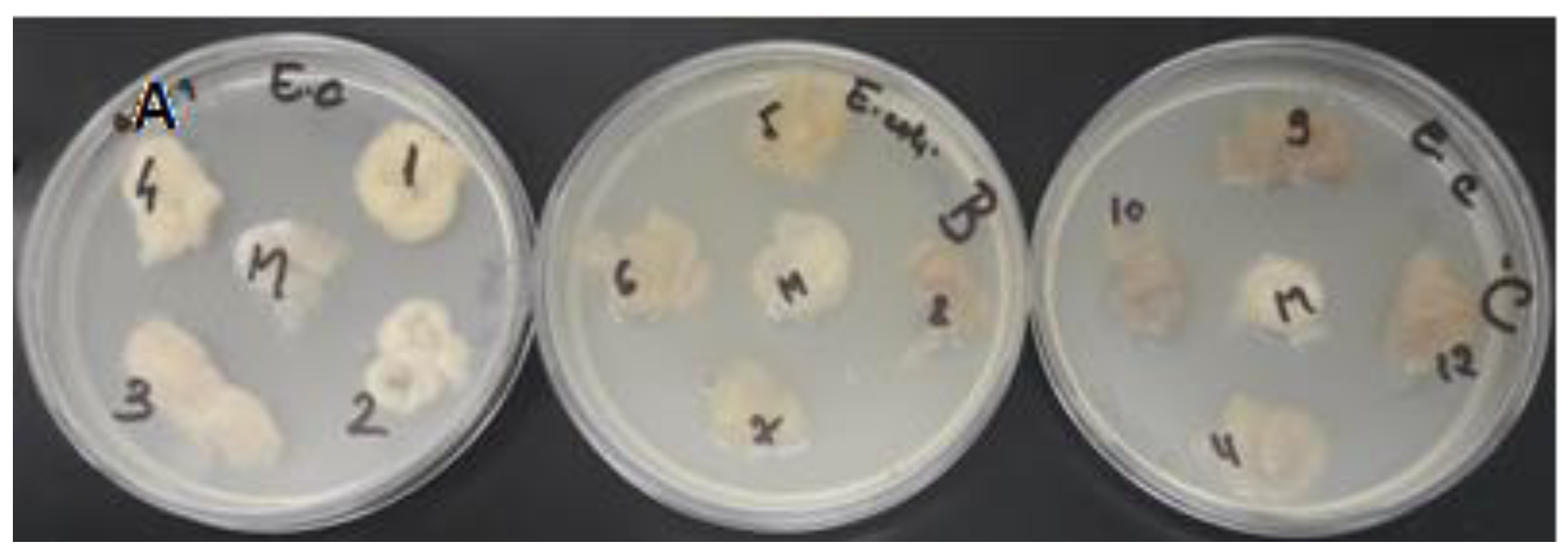 Polymers 14 03194 g016