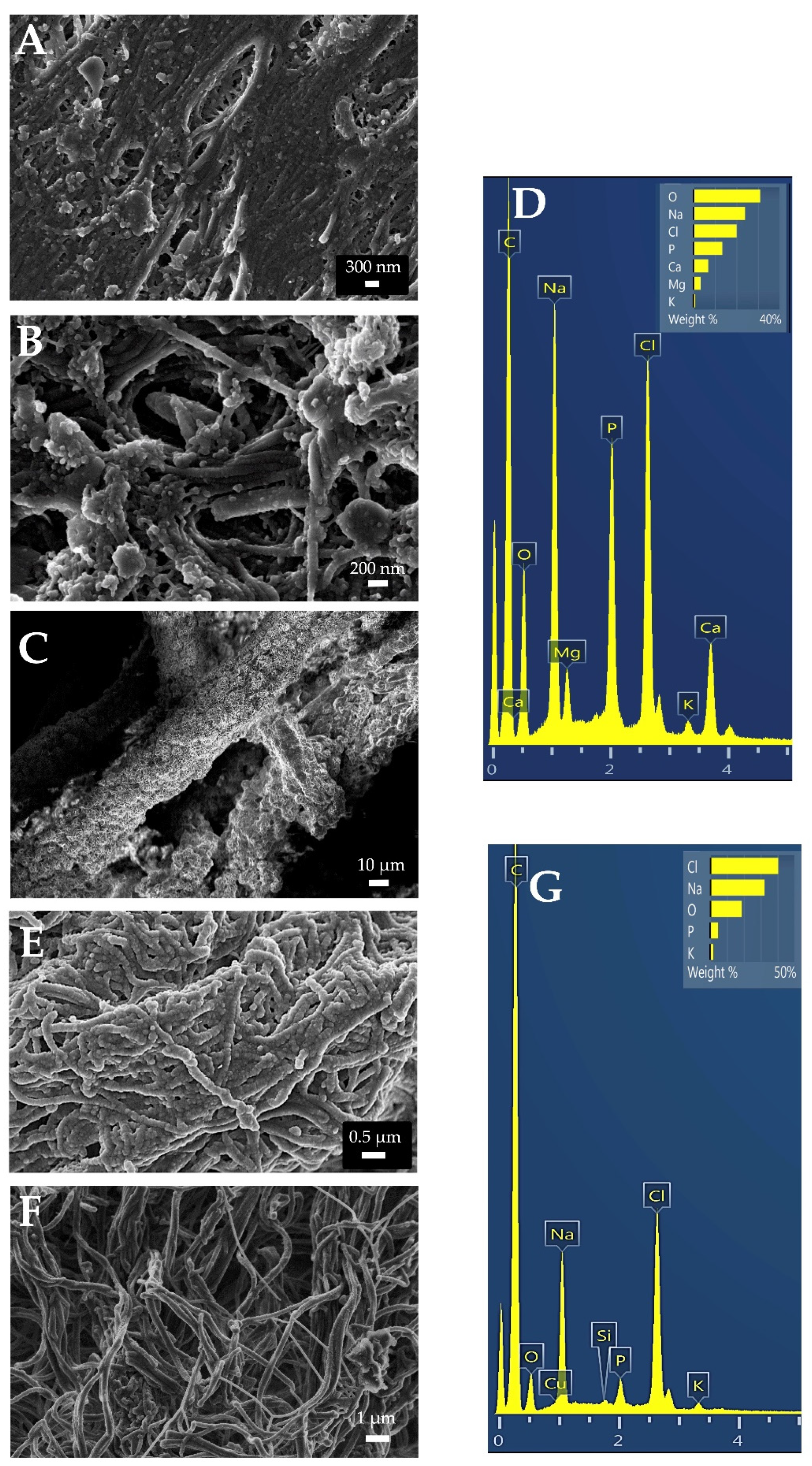 Polymers 14 03274 g004