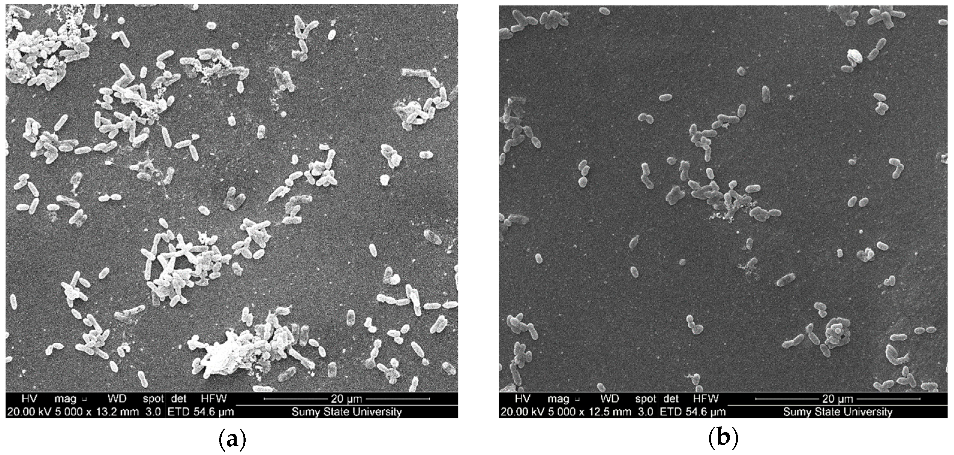 Polymers 14 03275 g012