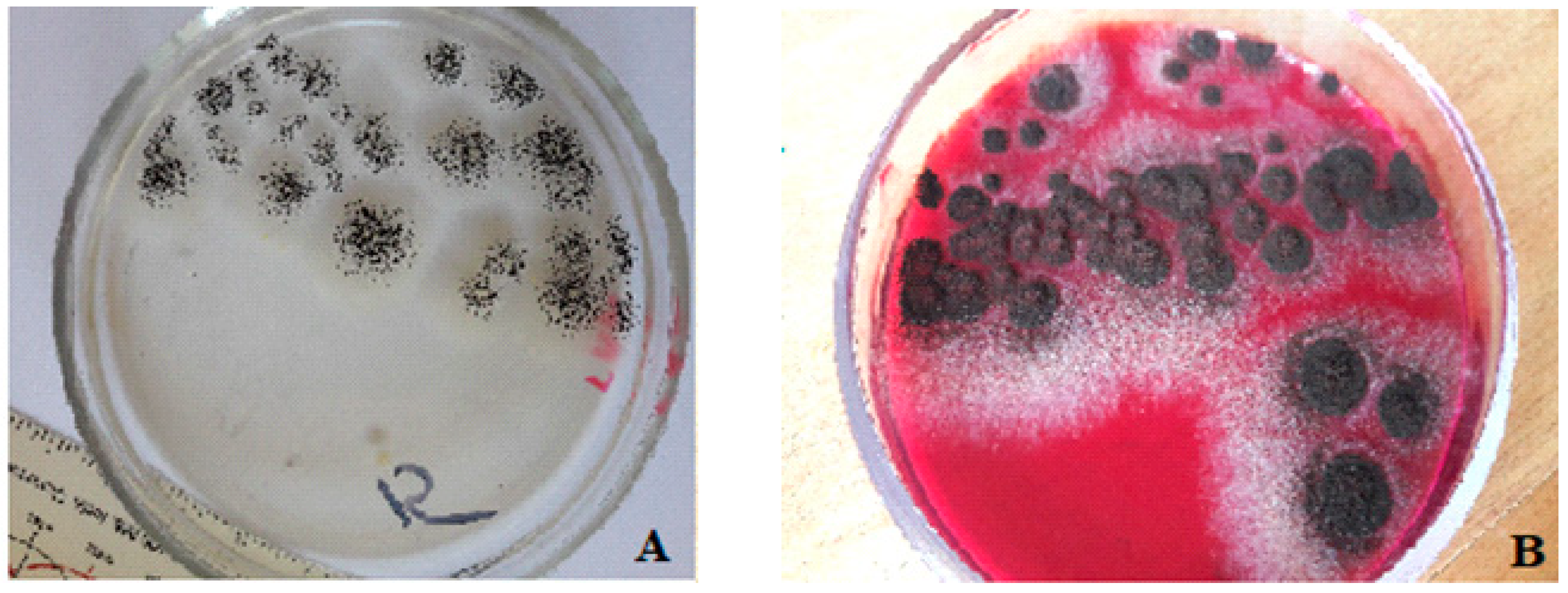 Polymers 14 03275 g013